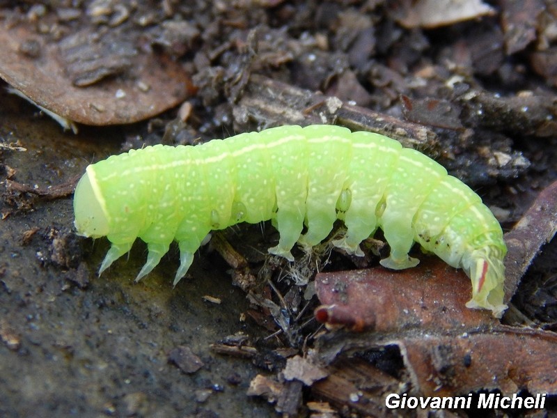 bruco 1 da ID: Pseudoips prasinana - Nolidae